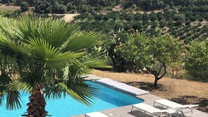 Une piscine avec des chaises longues et un palmier.