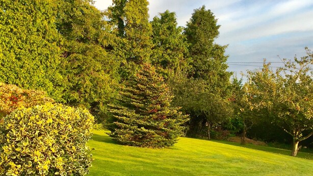 A well-maintained lawn with a variety of trees and shrubs.