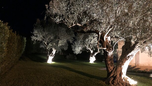 A nighttime outdoor area with illuminated trees and a grassy lawn.