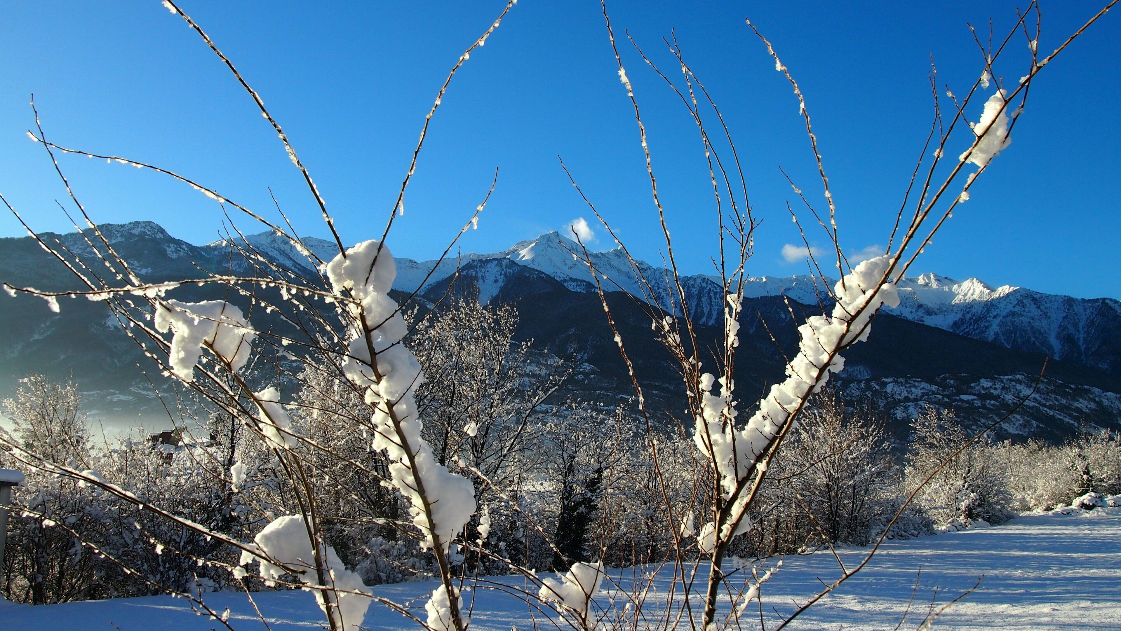 A snowy landscape with bare trees and mountains in the background.