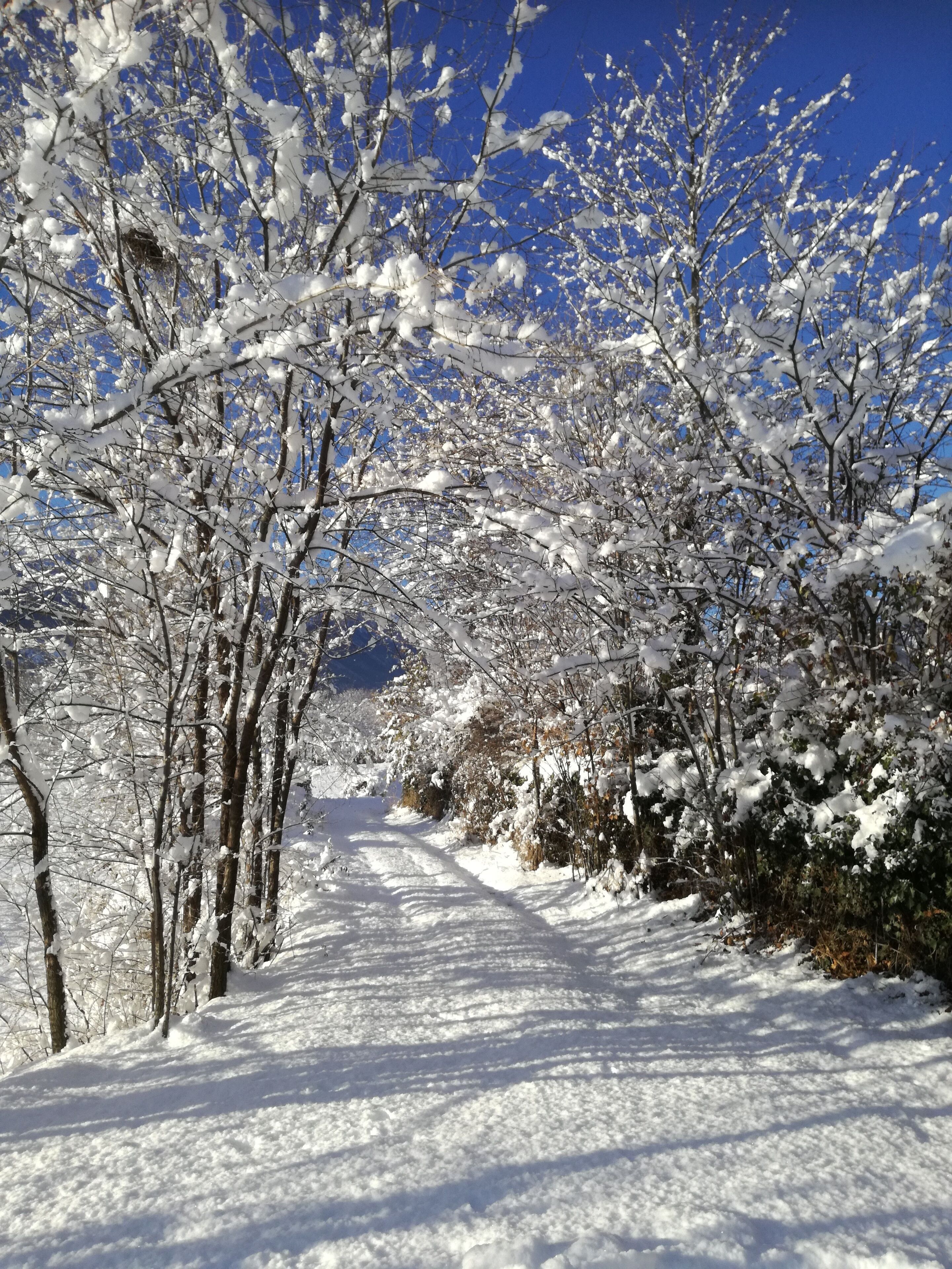 Un sentier enneigé, bordé d’arbres et d’arbustes, qui mène vers une chaîne de montagnes lointaine.