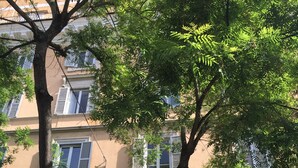 A building with multiple windows, a balcony, and a tree in front. - Vatican Luxury Apartment (Rome)