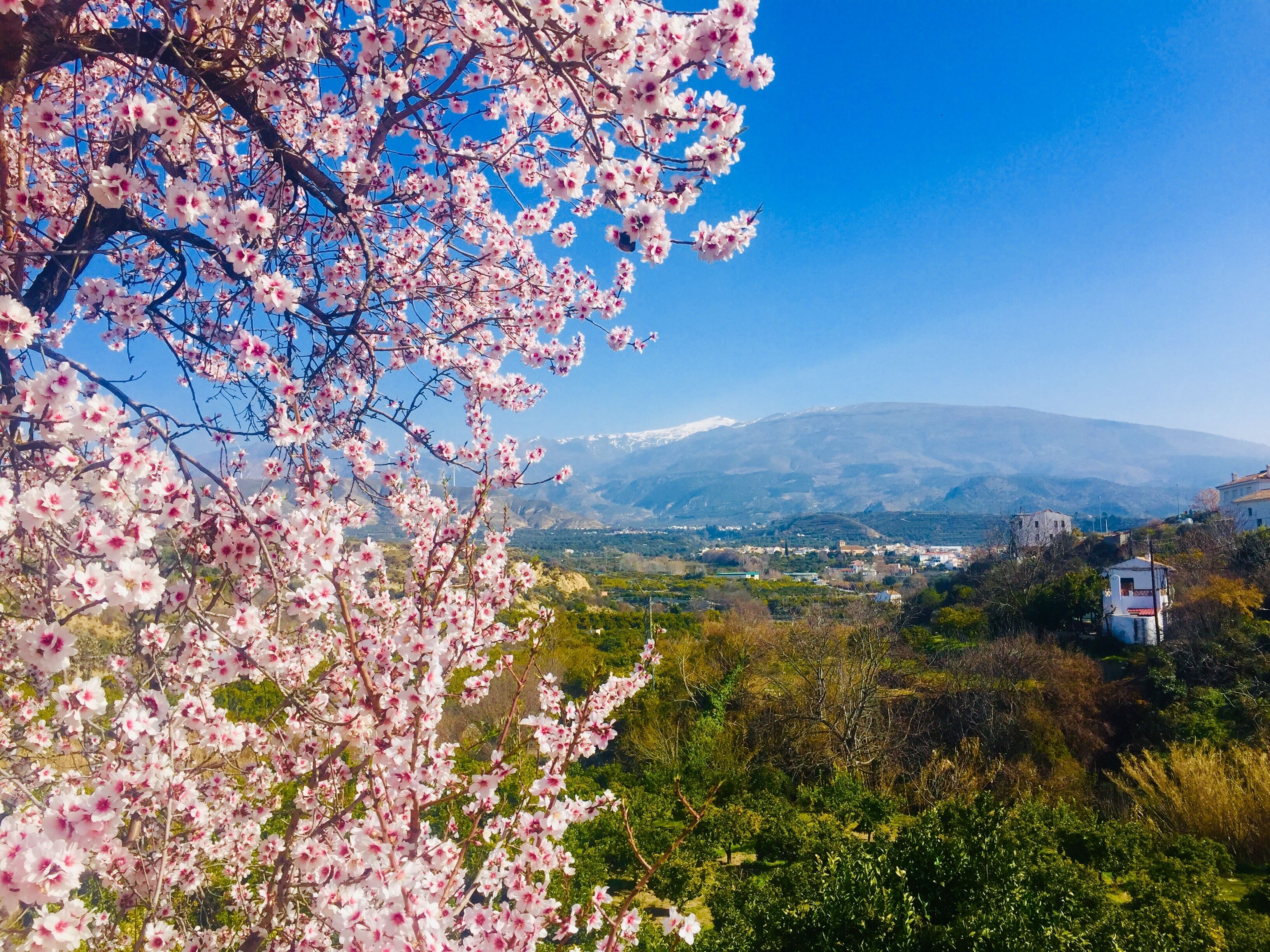 Views of the Sierra Nevada from the Lecrin Valley