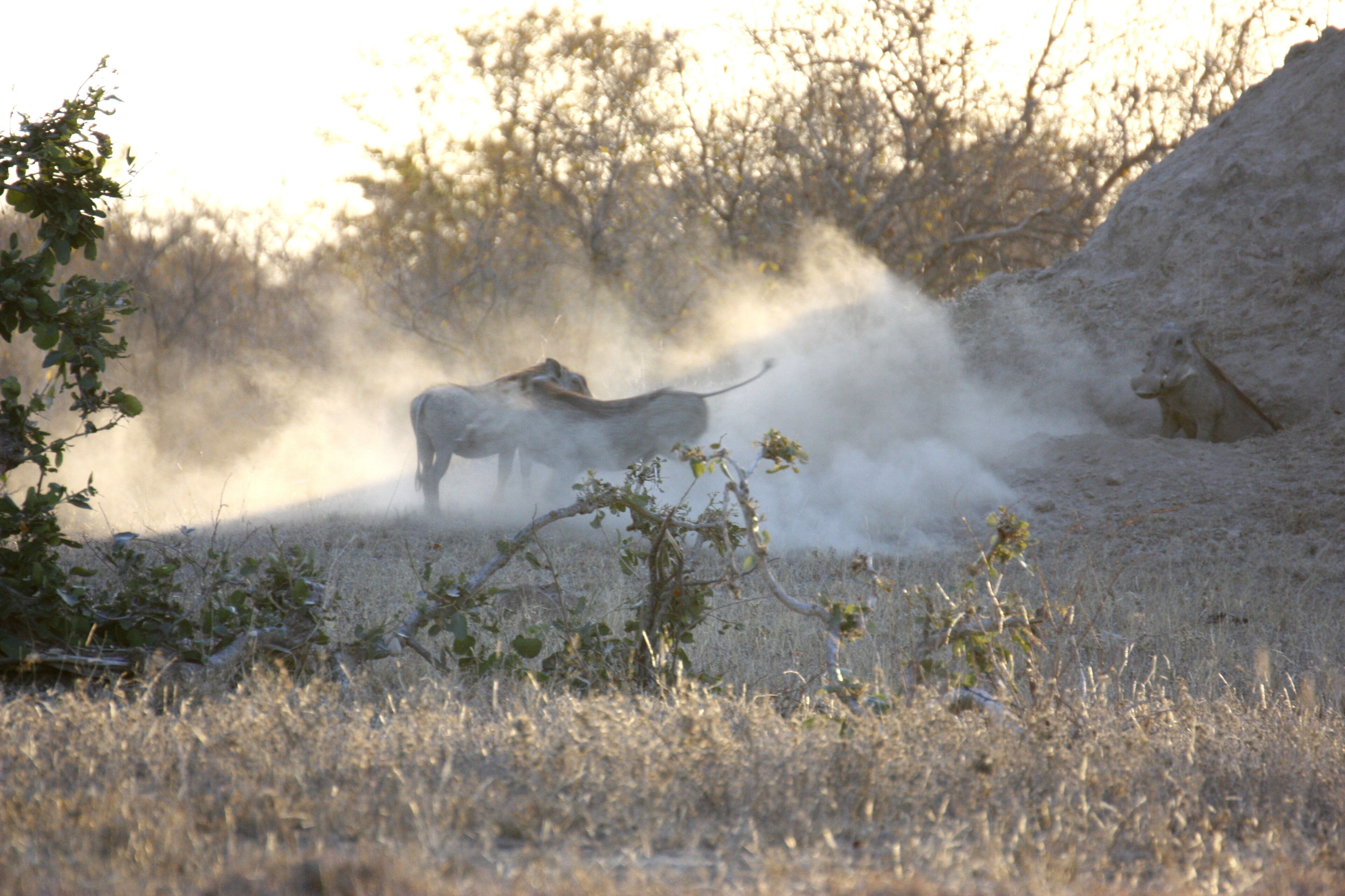 A buffalo in a dry, dusty field with sparse vegetation and a pile of sand in the background.