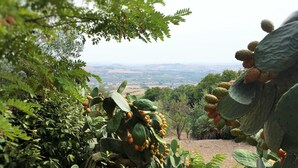 A cactus garden with a view of distant hills. - Comfortable apartment for exclusive use (Valderice)