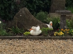 Um jardim com um pato e uma fonte para pássaros, rodeado por vegetação e flores.