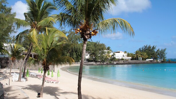 Ein Strand mit Palmen, sandigem Ufer und klarem, blauem Meer.