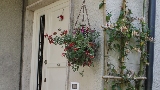 En vit dörr, en vit blomkruka med en suckulent och en klätterväxt med blommor.