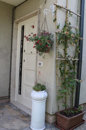 A white door, a white planter with a succulent, and a climbing plant with flowers.
