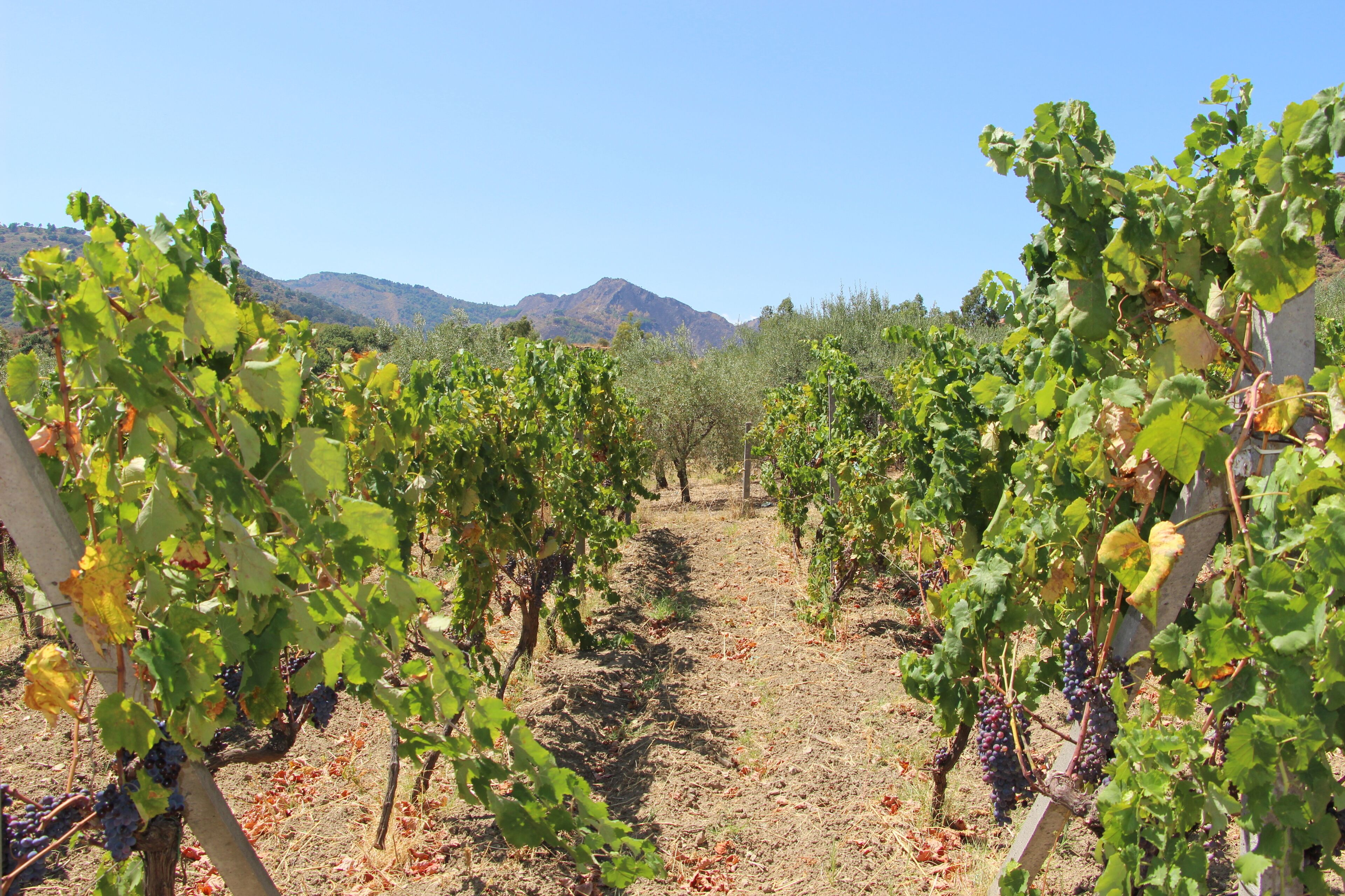 A vineyard with rows of grapevines and a mountain in the background.