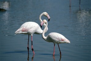 Two flamingos standing in shallow water. - Palazzo Spada - App. Flamingo penthouse with terrace overlooking the Po River (Codigoro)