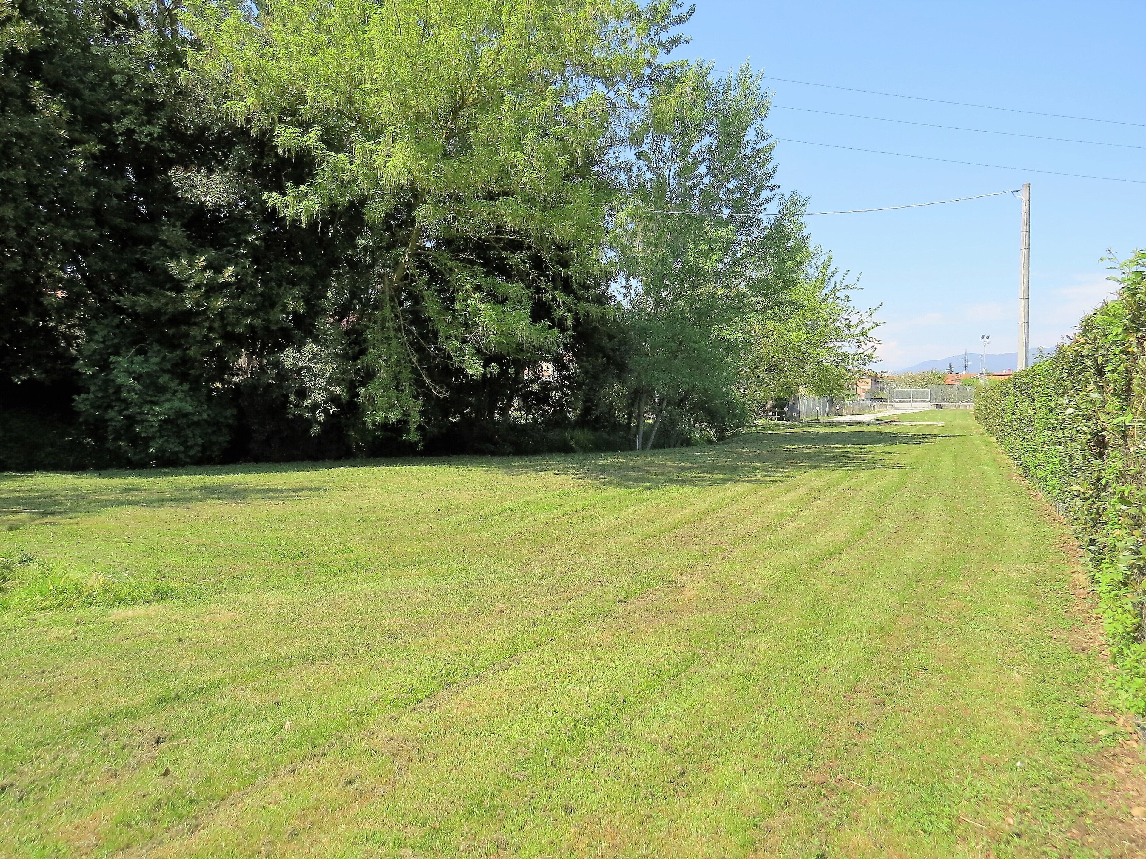A grassy field with trees and a hedge.