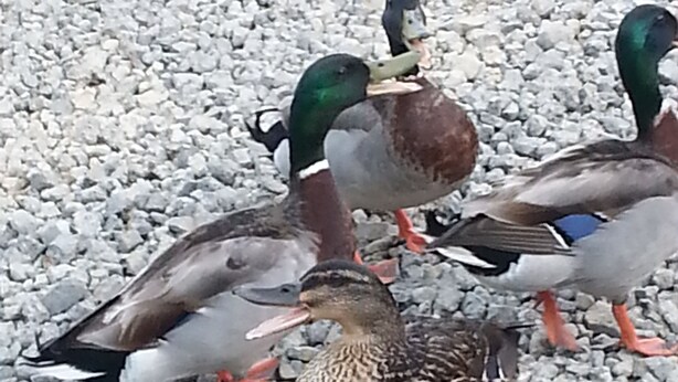 A group of ducks on a gravel surface.