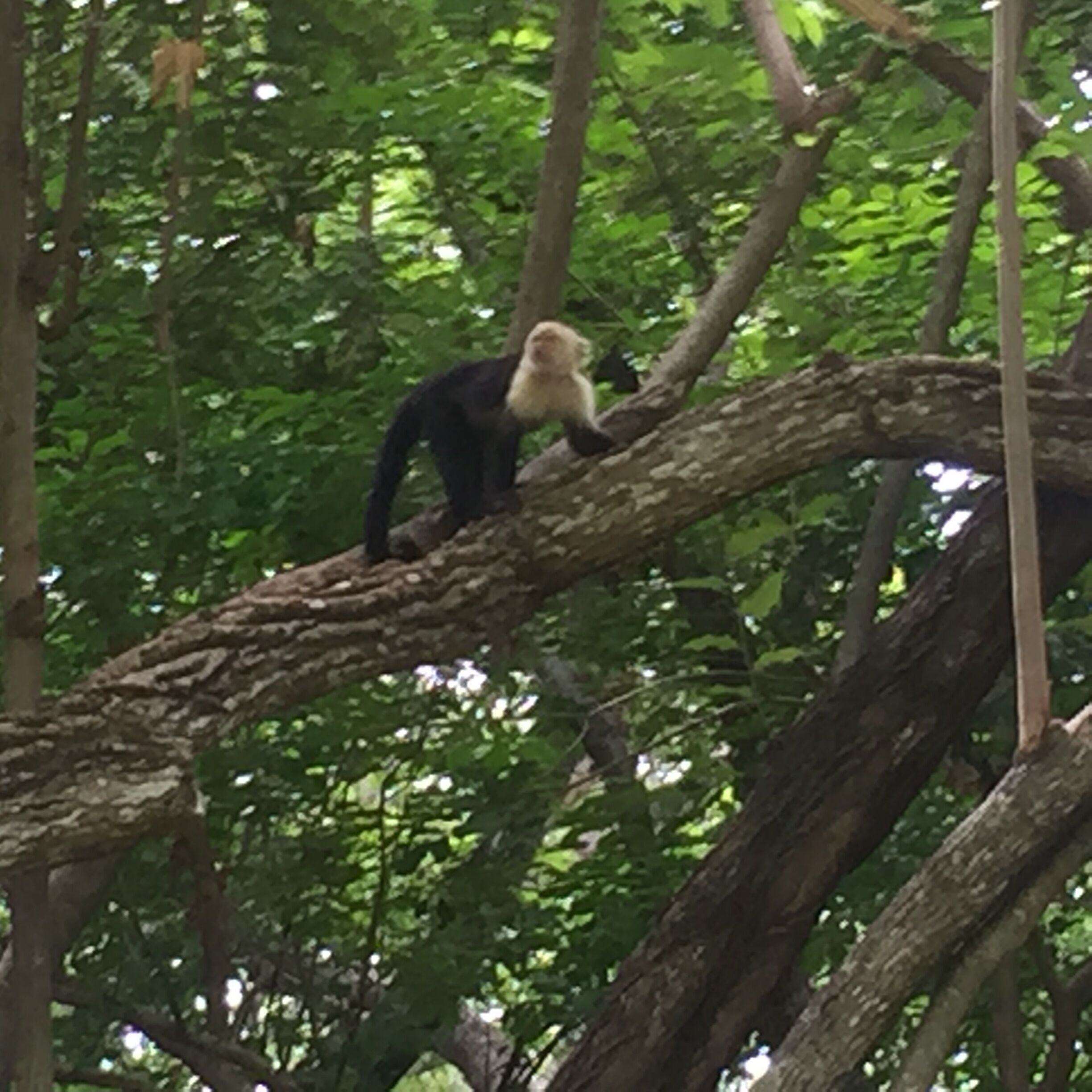A monkey on a tree branch in a forest.