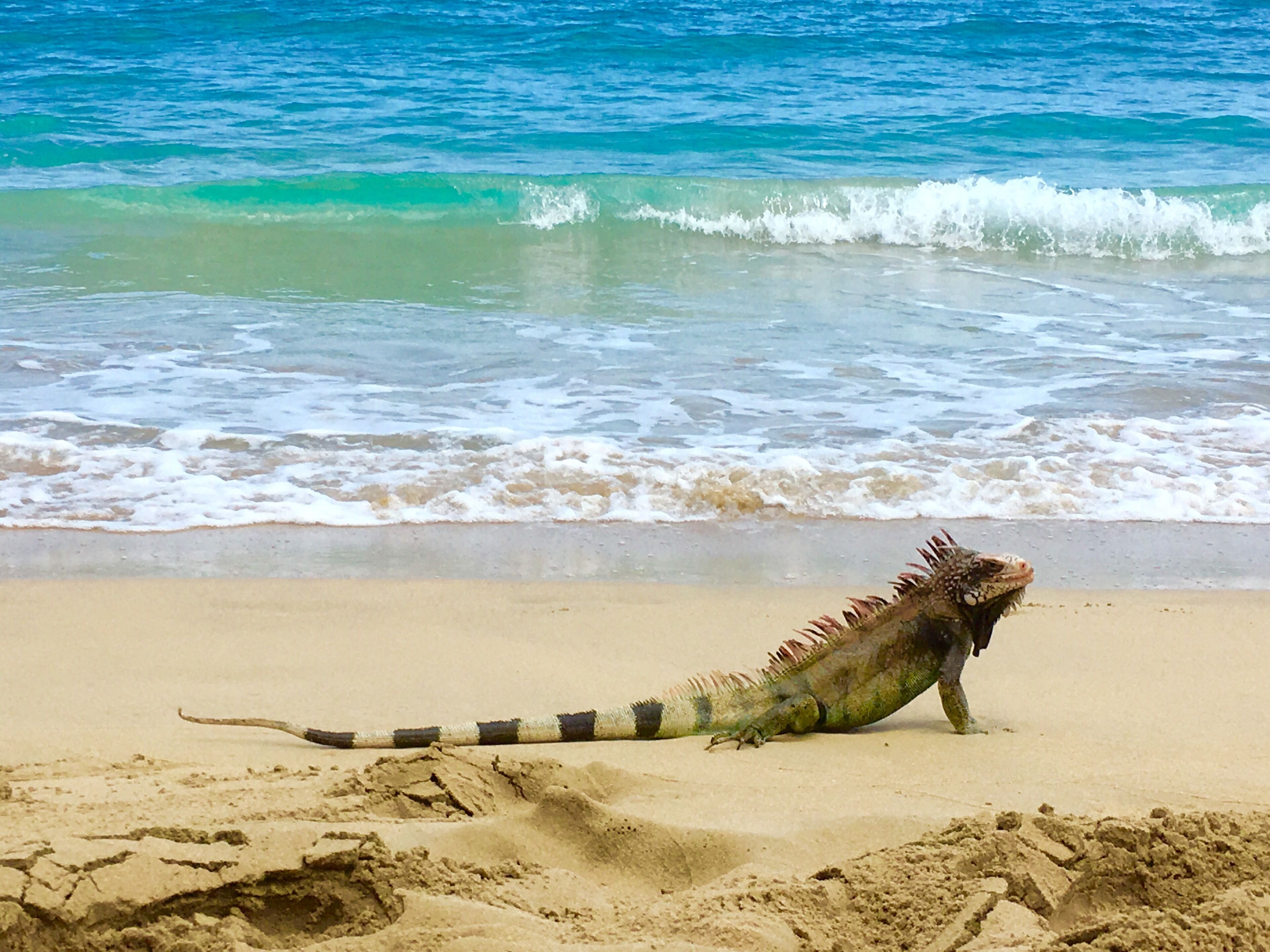 A single iguana on a sandy beach with ocean waves in the background.