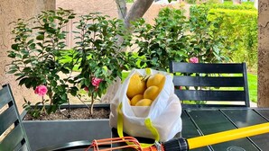 A patio with a table, chairs, a bag of lemons, and a yellow cleaning tool.