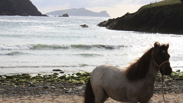 A horse on a rocky beach with waves in the background.