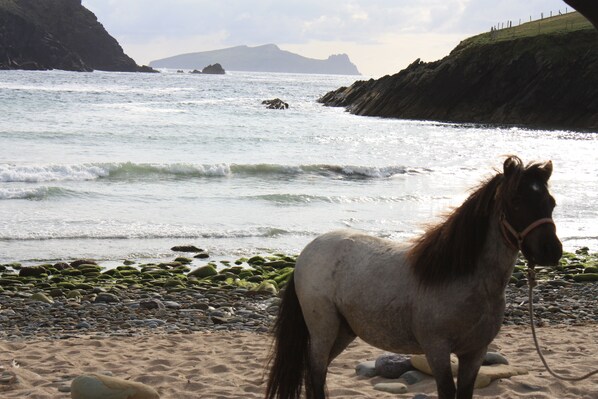 Beach - Dingle Peninsula: Beautiful house 'An Máimín' Ballyferriter, Dingle (Ballyferriter)