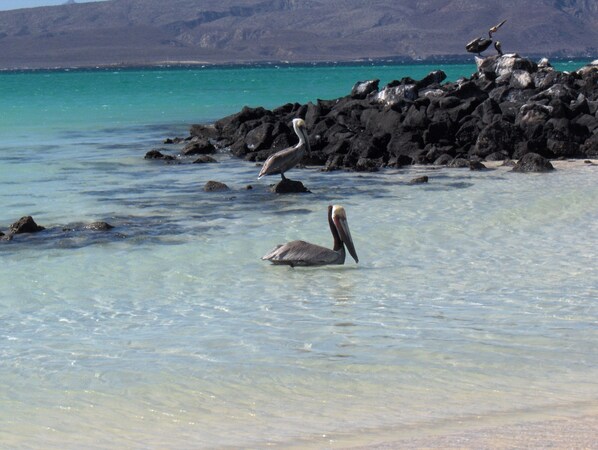 A beach with clear turquoise water, rocky shore, and two pelicans. - Charming Casa by the picturesque Sea of Cortes (Loreto)