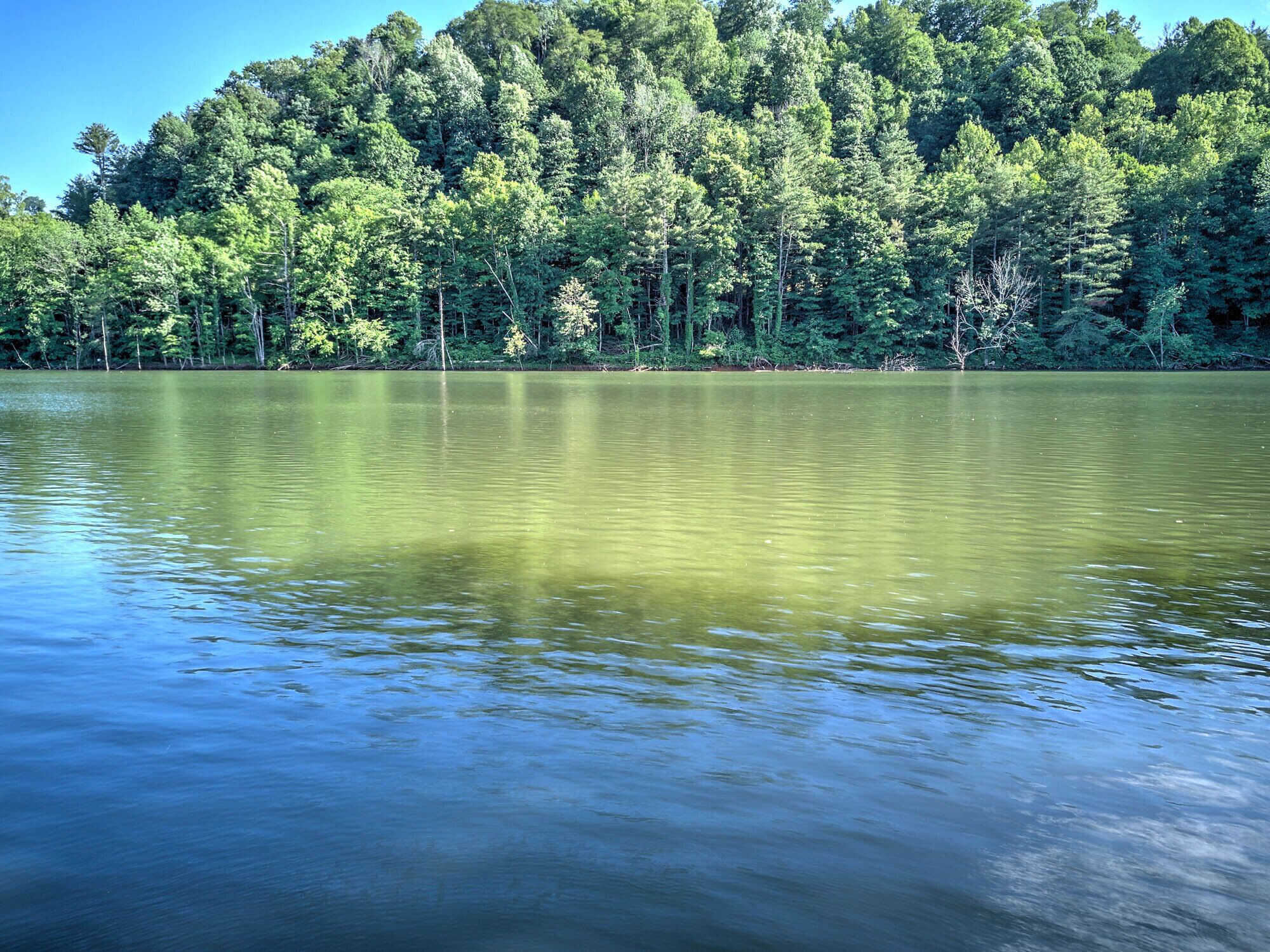 A calm lake surrounded by dense forest.