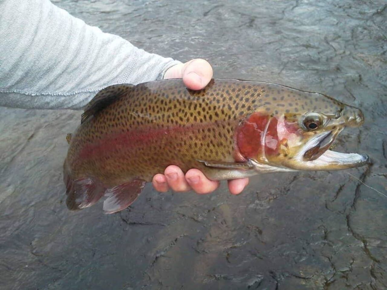 Eine Person hält einen Fisch mit geflecktem Körper und rosa Bauch.