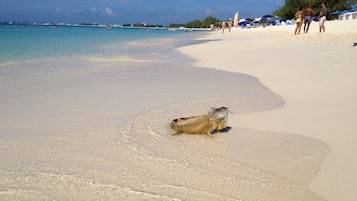 Ubicación a pie de playa, tumbonas y toallas de playa