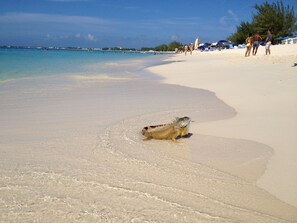 Une scène de plage avec un grand iguane sur le sable.