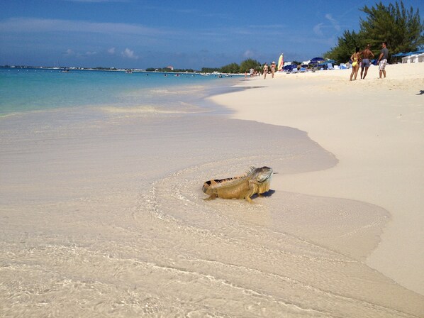 On the beach, sun-loungers, beach towels