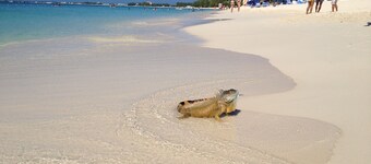 Beach Condo with Sunset Views