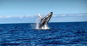 A whale breaching the ocean surface.