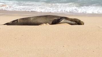 Playa en los alrededores, camastros y toallas de playa