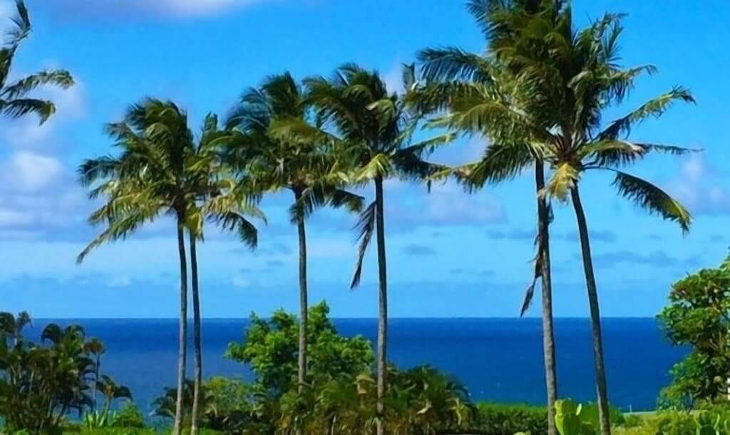 A view of tall palm trees and a clear blue sky.