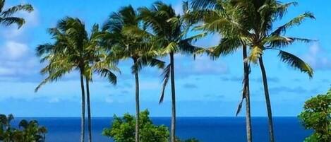 A view of tall palm trees and a clear blue sky.