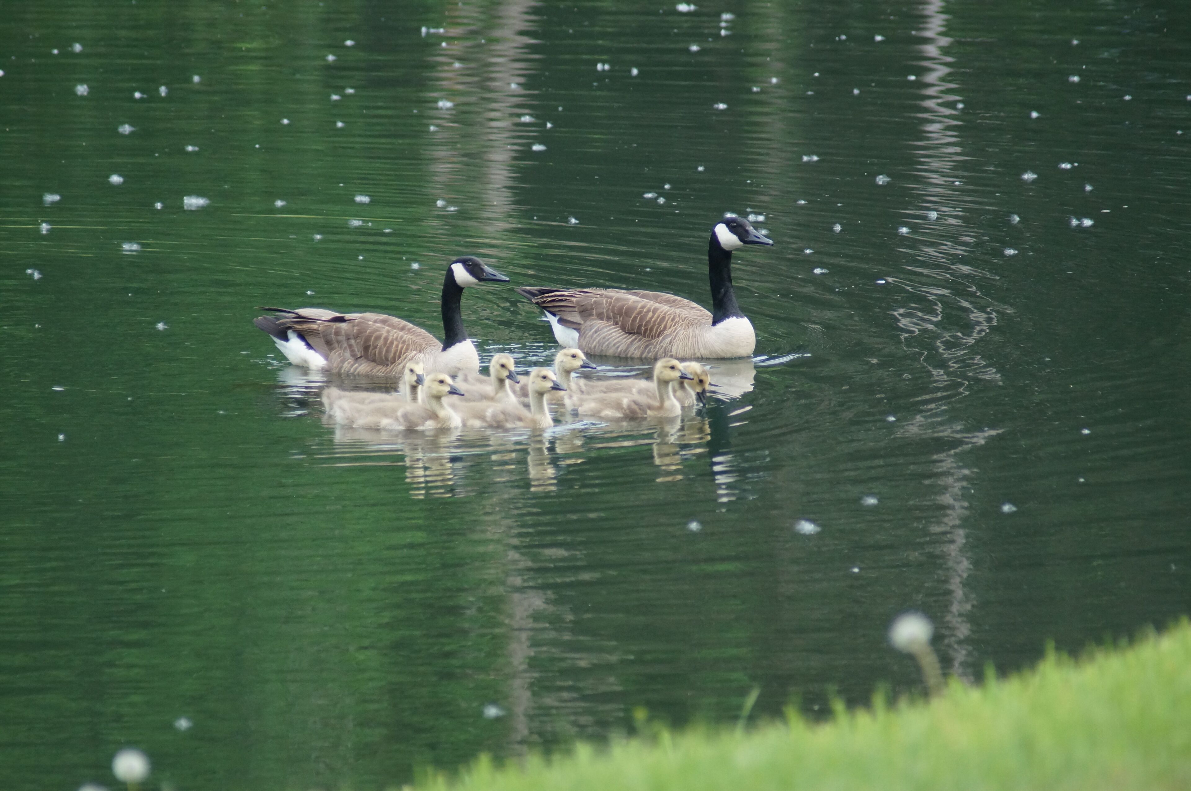 A group of geese swimming in a body of water.