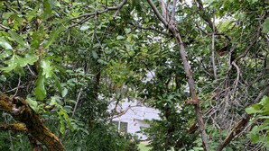 A narrow dirt path surrounded by dense foliage and trees, leading towards a white building.