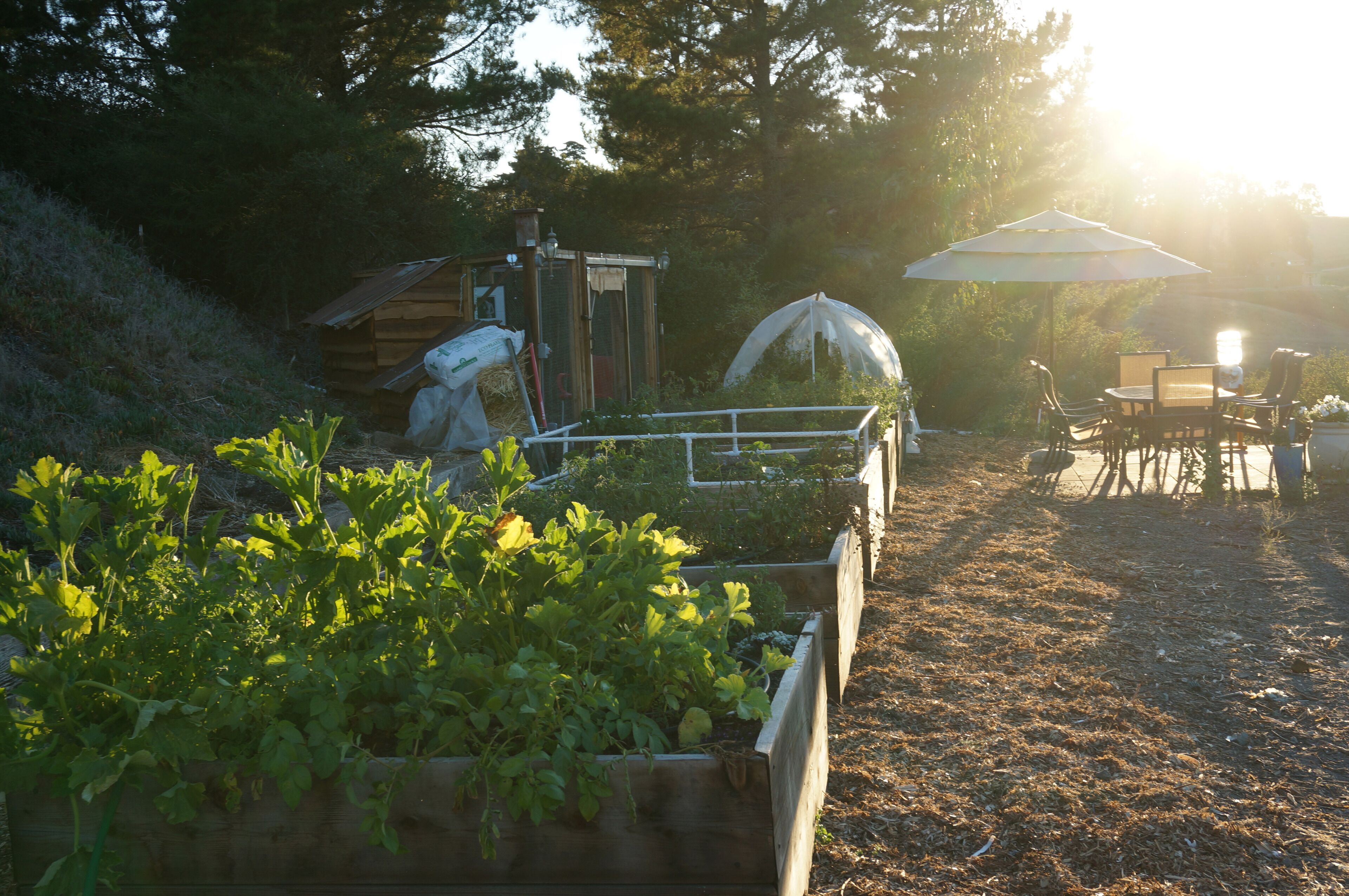 A garden with raised beds, a wooden shed, and a table with chairs under a canopy.