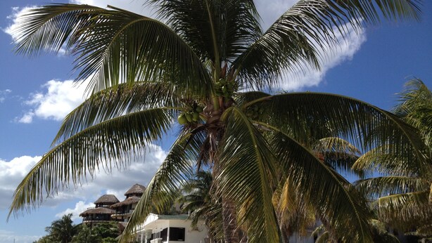 Une plage avec un palmier, un bâtiment blanc doté de balcons et une clôture.