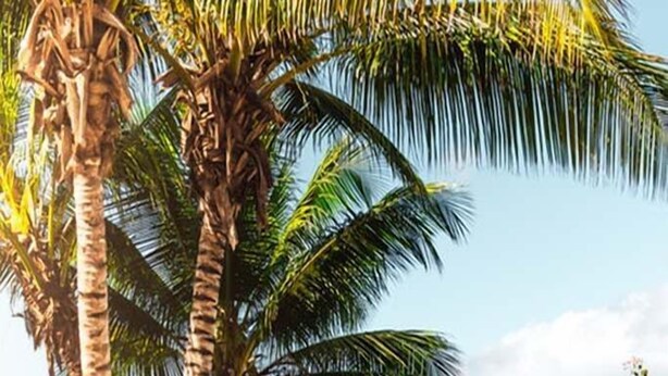 A beach with palm trees and a clear view of the ocean.