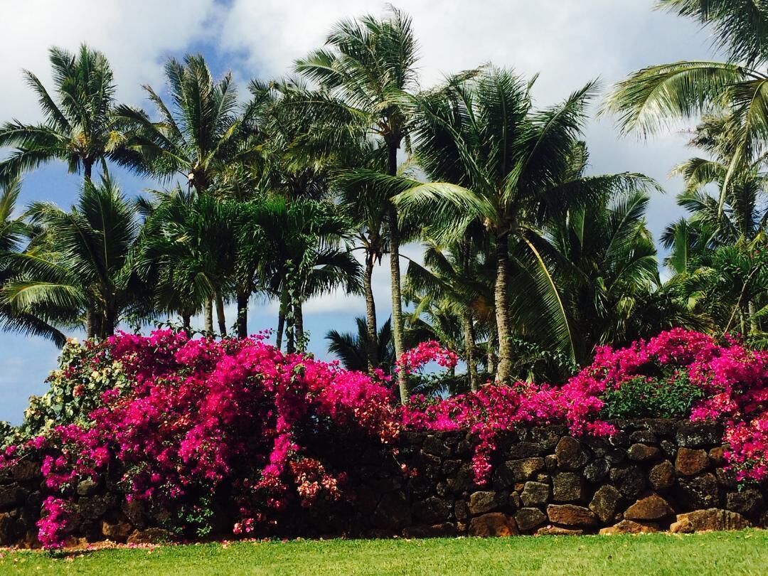 A tropical garden with palm trees and vibrant pink bougainvillea flowers.