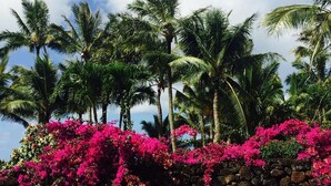 A tropical garden with palm trees and vibrant pink bougainvillea flowers.