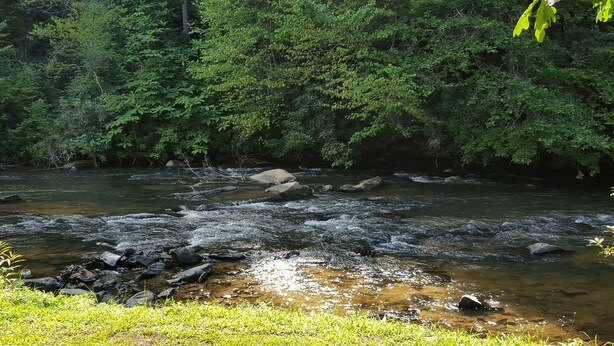 A river flowing through a forested area with rocks and clear water.