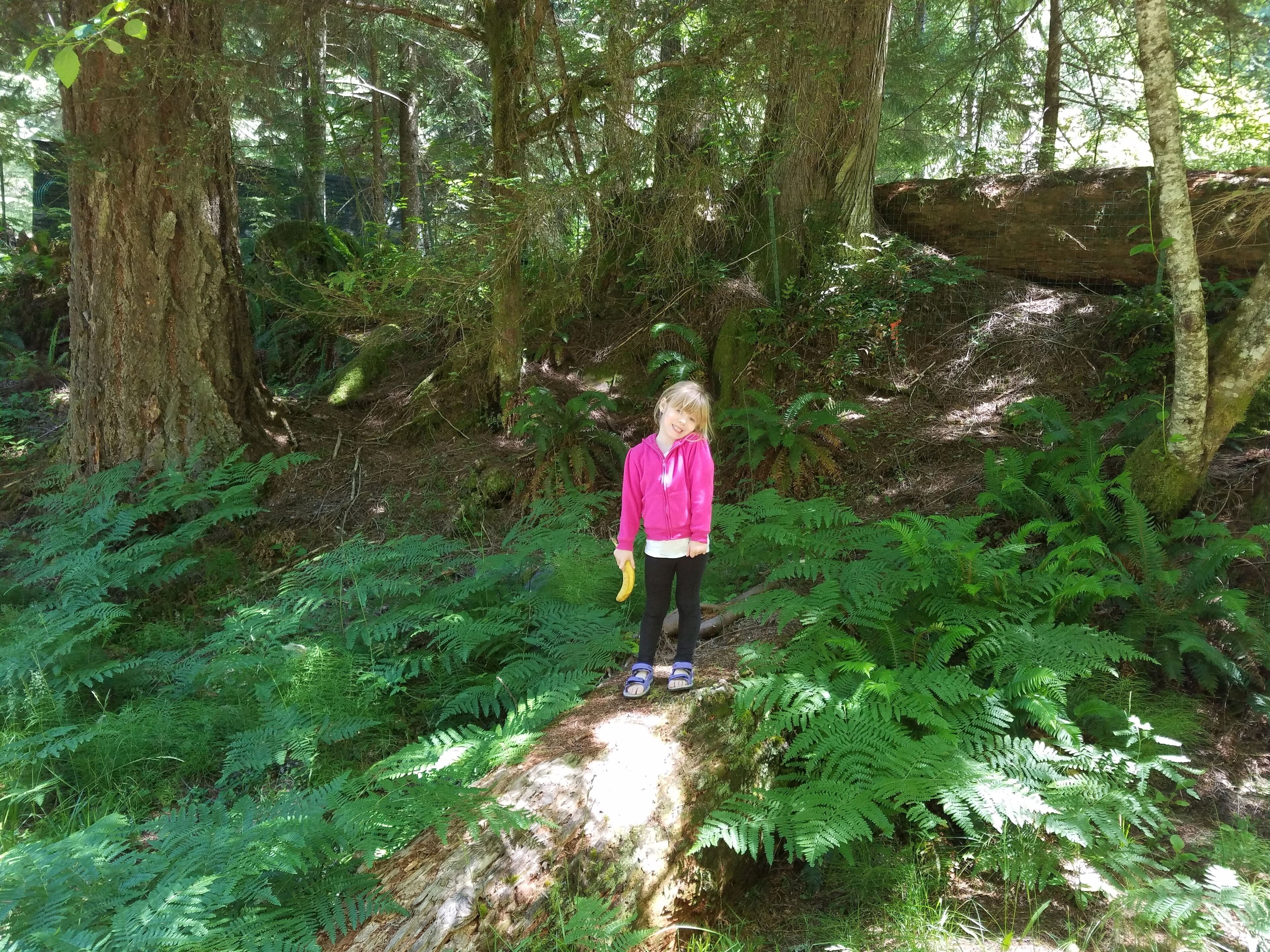 Una persona de pie sobre un tronco en un bosque con helechos y árboles frondosos.