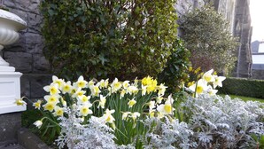 A garden with daffodils and white flowers, a stone wall, and a building in the background.