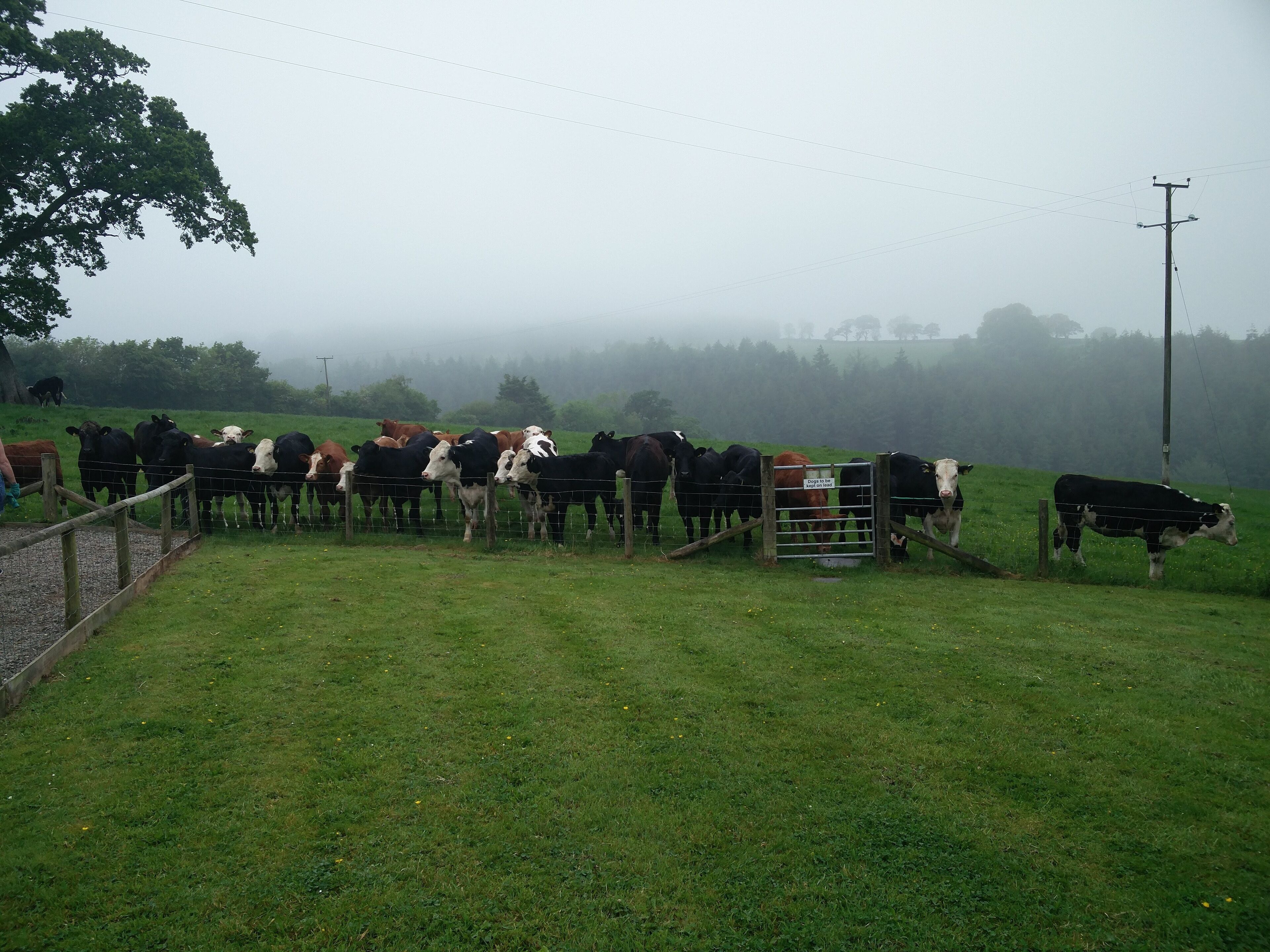 A foggy rural landscape with a herd of cows behind a fence.