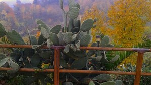 Un cactus derrière une clôture en bois, avec en arrière-plan des arbres aux couleurs automnales.