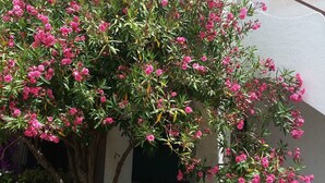 Un edificio con fachada blanca, techo de tejas y un gran árbol en flor al frente.