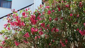 Un edificio con fachada blanca, un balcón y un árbol con flores rosadas.