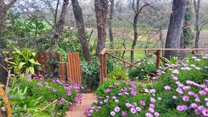 A garden with a wooden fence, flowering plants, and trees. - Domus Anghelos ... in the Roman countryside (Roma)