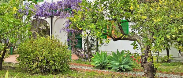 A garden with various plants and a white building with green shutters.