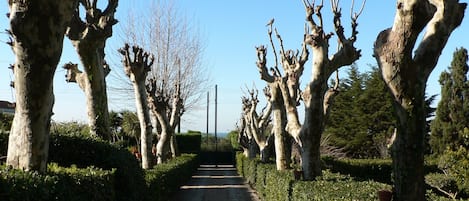A stone pathway flanked by uniquely shaped trees, leading towards a distant horizon.
